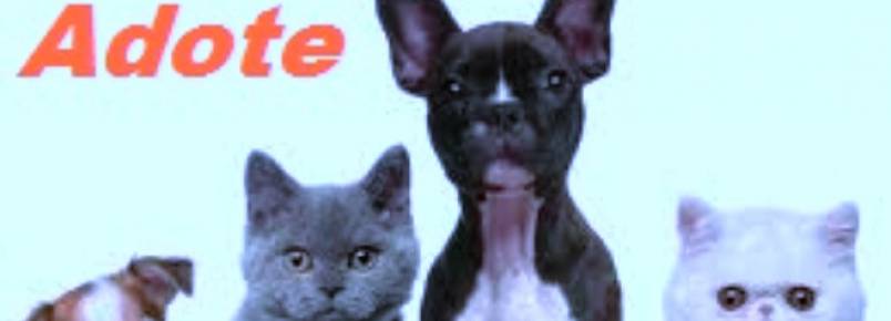 Continente Shopping realiza mais um evento para adoção de animais