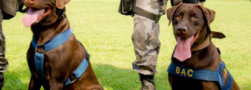 BAC prepara cães farejadores de explosivos para as olimpíadas de 2016 