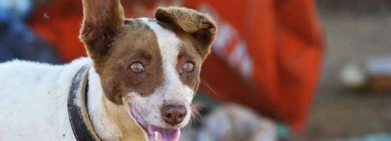 Políticas públicas de proteção aos animais ainda é meta distante no DF