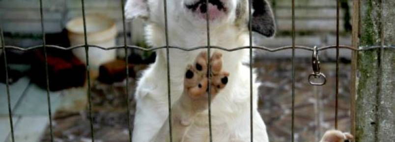Erechim inicia campanha de incentivo à adoção de animais