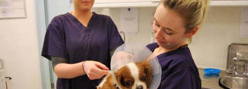 Clínica veterinária móvel atende 18 mil animais por ano na Irlanda