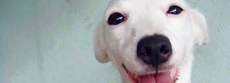 Conhea o cachorro sorridente da Tailndia