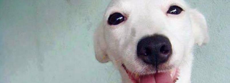 Conheça o cachorro sorridente da Tailândia