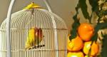 Projeto de lei na Bahia quer proibir o confinamento de pássaros em gaiolas