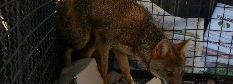 Cachorro do mato é resgatado em prédio comercial no centro de Londrina