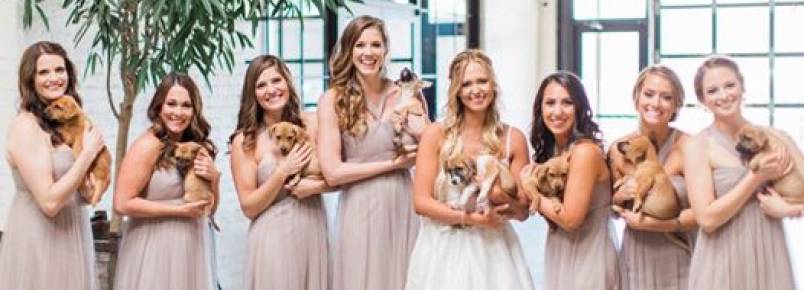 Noiva e madrinhas tiram fotos com cachorrinhos de abrigo ao invés de buquês