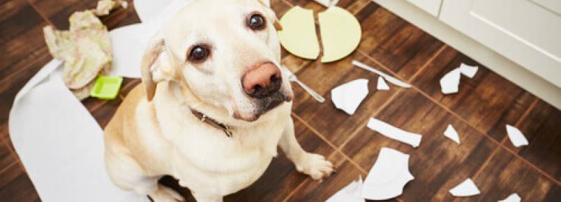 5 conselhos para que seu cão não tenha problemas de comportamento