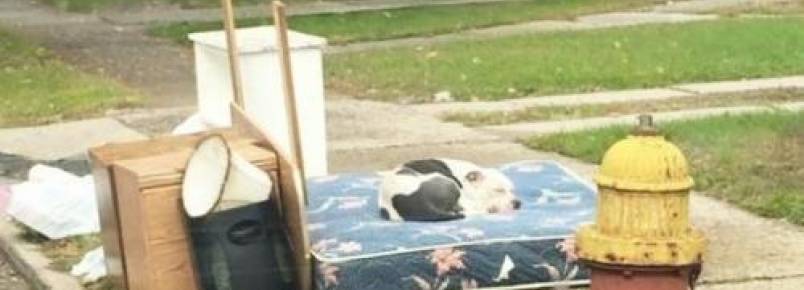 Cão espera mais de um mês na calçada após sua família se mudar e abandoná-lo