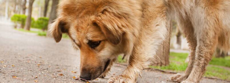 Meu cão come coisas na rua, como eu evito isso?