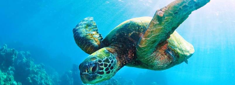 Projeto Tamar monitora desova da tartaruga marinha no Rio