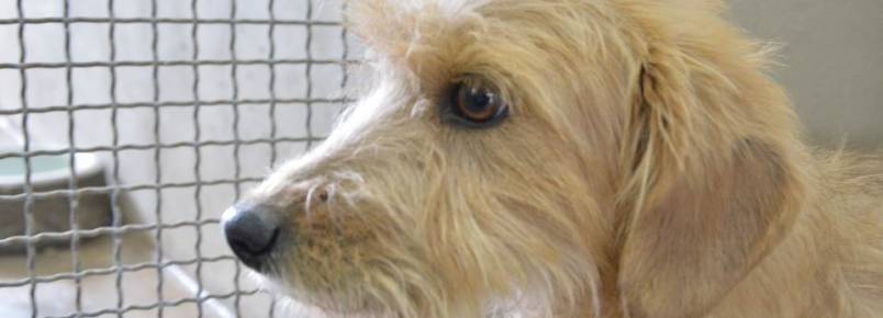 Em cinco meses, mais de 300 cães já passaram pelo CRAR
