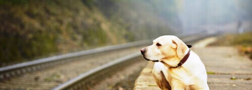 Por que alguns donos abandonam o próprio animal de estimação?