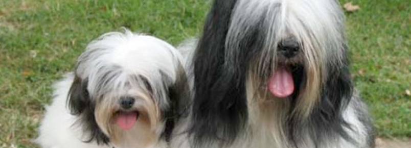 Cão Lamalês Americano