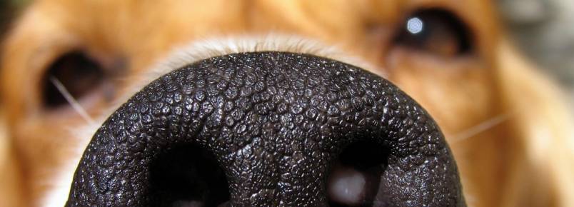 Cães (e provavelmente outros animais) têm autoconsciência
