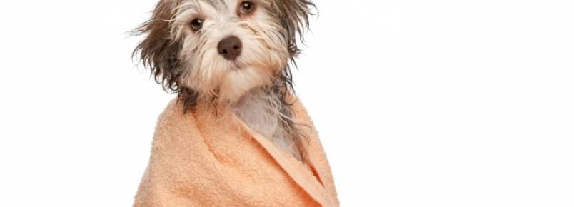 Aprenda como dar banho a seco nos animais para economizar gua