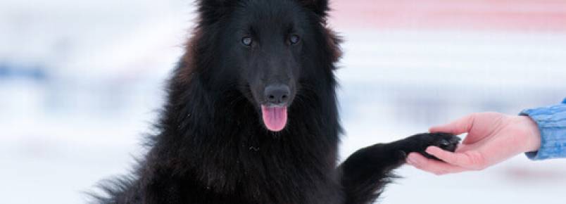 Os cães ignoram as pessoas que não gostam de seus donos