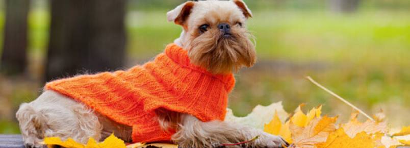 Vestir nossos cães: capricho ou necessidade?