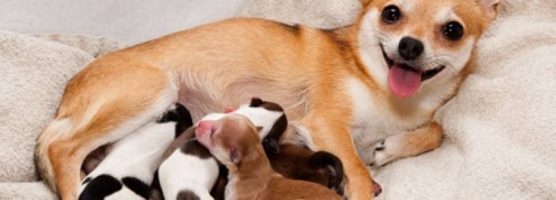Cuidados essenciais durante gravidez da cadela