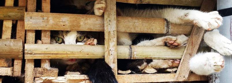 Vietnã intercepta caminhão com gatos