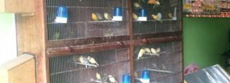 Denúncia anônima leva a apreensão de 55 aves silvestres em Mandaguari