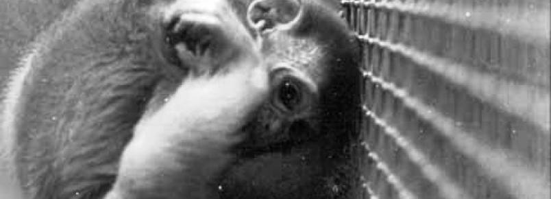 Congresso se propõe a aprovar investimento em métodos alternativos à experimentação animal