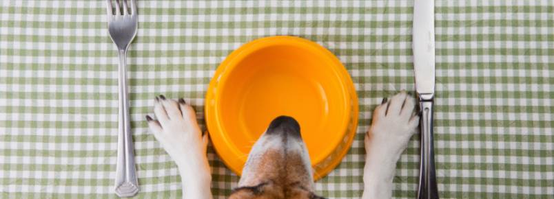 Moda da comida natural para cães chega ao mercado brasileiro