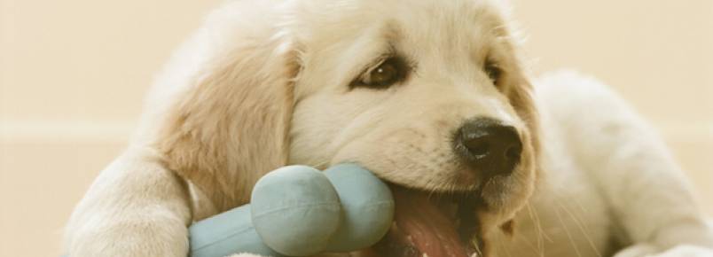 3 cuidados de higiene que devemos ter com alguns objetos dos animais