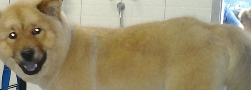 Clinvet: Banhos em animais de portes médio e grande têm que ser com profissionais