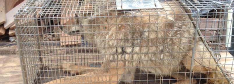 Investigação revela evidências sombrias de abusos a animais em programa do Animal Planet
