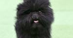 Affenpinscher