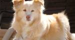 Aidi, Cão do Atlas