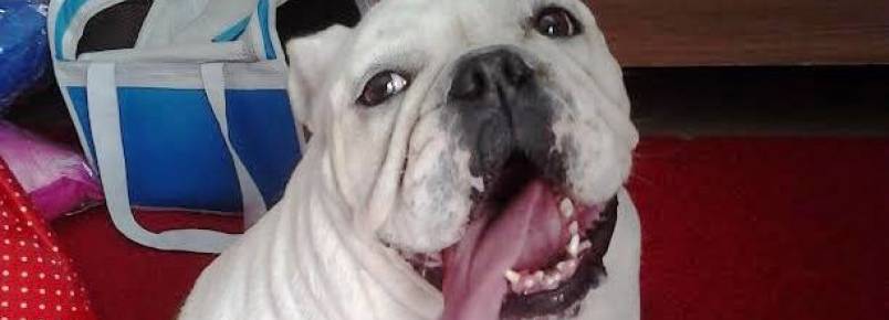 Branca Letcia, uma Bulldog que ama ir na Clinvet