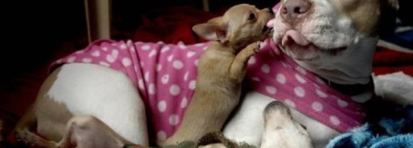 Cadela pitbull é resgatada por abrigo de animais e se torna mãe de diversos filhotes órfãos