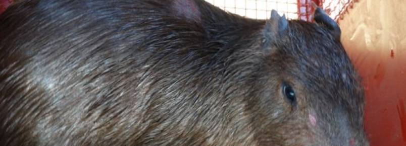 Capivara cai em cisterna e é resgatada em Muriaé (MG)
