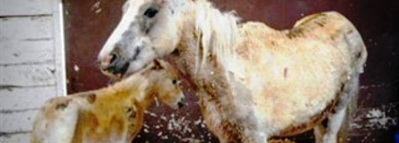 Amor de mãe salva pônei de incêndio