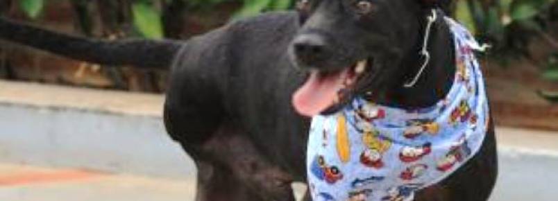 Animais com problemas físicos são “esquecidos” na hora da adoção