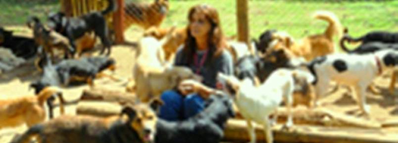 A importância de uma política pública eficiente para os animais