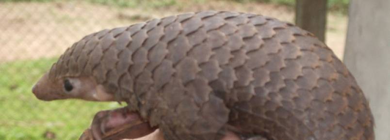 Fazendeiros, ex-caçadores e comunidade unem-se para proteger os pangolins no Cambodja