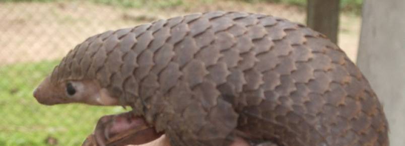 Fazendeiros, ex-caadores e comunidade unem-se para proteger os pangolins no Cambodja