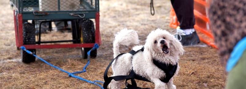 Cães são forçados a puxar centenas de quilos em campeonatos nos EUA