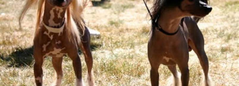 15 raças de cachorros que talvez você não conheça
