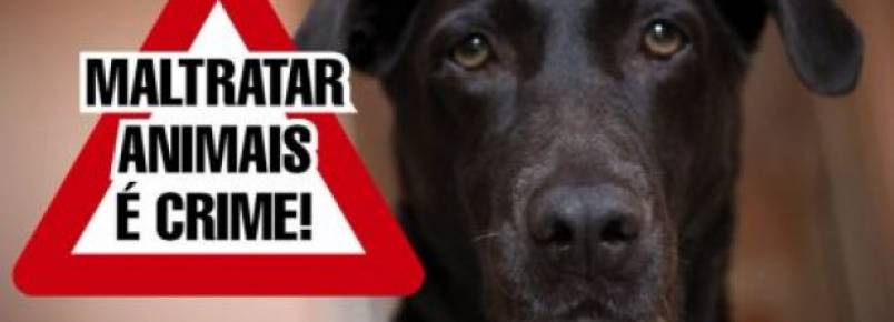 Comisso de Bem-Estar Animal lana campanha contra maus-tratos