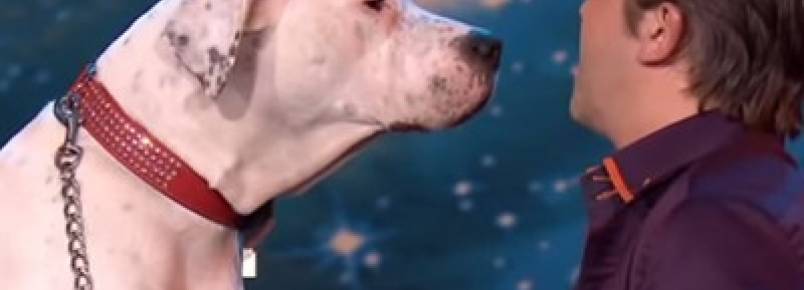 Cão cantor surpreende jurados de programa de TV