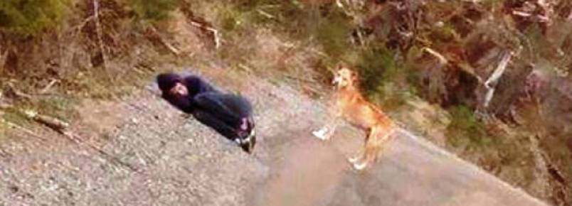 Mulher se finge de morta para conquistar a confiança de cão assustado
