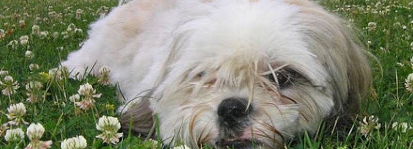 Lhasa Apso