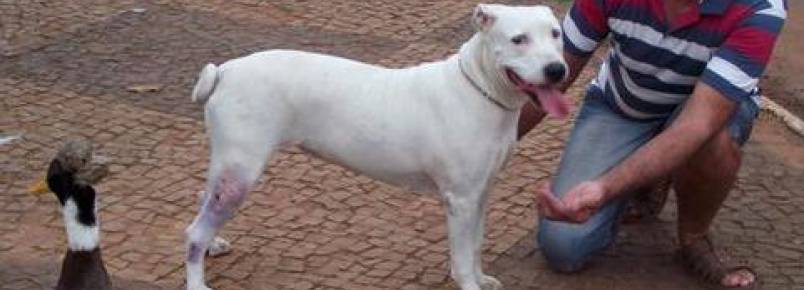 Cadela acolhe marreco órfão e animais se tornam melhores amigos