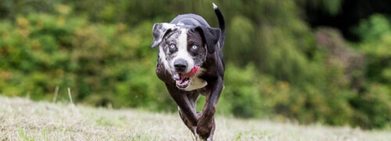 Finalmente estão proibidas as corridas de cachorros