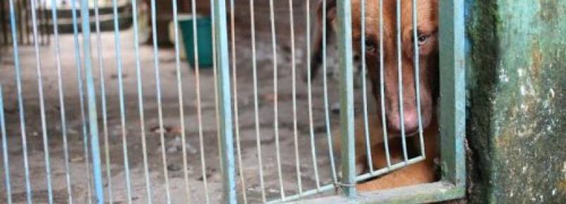 Em Manaus, vizinhos pedem ajuda para cão que está preso em uma casa abandonada