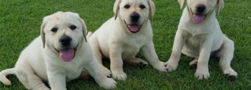 Famílias que queiram acolher futuros cães-guias podem fazer inscrição junto a instituto