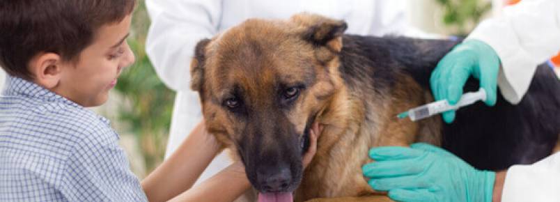 6 efeitos colaterais das vacinas nos cachorros